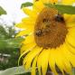 Gardening for North American Native Bees, 11.18.25 event image