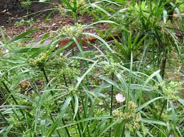 Image result for Cyperus amauropus