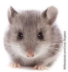Urge Red Cross To Halt The Use Of Glue Traps Animals Stop Animal Cruelty Animal Advocacy