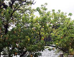 Image result for Thespesia populneoides