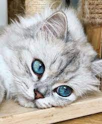 pin by mirmir on miradas espectaculares cute cats cats beautiful cats