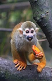 15 Adorable Photos Of Animals Eating Fruit Animals Eating Fruits Adorable Wildanimals Animal Photo Animal Eating Animals Wild