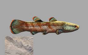 Coelacanthus (hollow spine) is a genus of extinct coelacanths that first appeared during the permian period. Coelacanthus Whitea By Mamatlisham On Deviantart