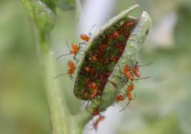 Bugfiles continues to grow through the collaborative efforts of 2,985 gardeners from around the world. Assassin Bug Nymphs Found In My Garden Natureismetal