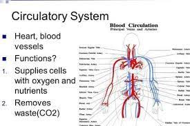 Cardiovascular System Blood Flow Chart Google Search