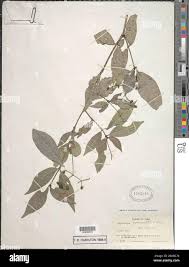 Image result for Psychotria linearisepala