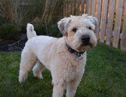 Wheaten terriers are single coated dogs, which means they have hair instead of fur. Soft Coated Wheaten Terrier Haircut Photos Diesel Soft Coated Wheaten Terrier Who Let T Soft Coated Wheaten Terrier Wheaten Terrier Wheaton Terrier Soft Coated