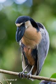Boat Billed Heron Arenal Costa Rica Beautiful Birds Colorful Birds Birds