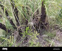 Image result for Xerophyta zimbabwensis