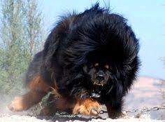 Mastiff Du Tibet Chien Le Plus Cher Du Monde Mechant Toutou Dogue Du Tibet Chiens De Montagne Chien