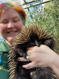 Echidna encounters in Central NSW Australia and beyond