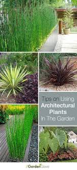 Using Architectural Plants In The Garden The Garden Glove Architectural Plants Outdoor Plants Plants