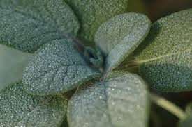 Image result for Bergia salaria