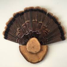 As with any taxidermy mount, the quality you end up with depends on how well you take care of the fan feathers. 31 Turkey Ideas Turkey Decor Hunting Decor Turkey Mounts