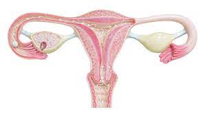 Follicles then returned and weight gain. Atiehilmi Com Malaysian Lifestyle Blogger Makanan Yang Harus Dielakkan Oleh Pesakit Cyst Dan Fibroid