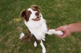How to teach give a paw. 2 Easy Tricks To Teach Your Dog