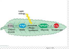 Respiration occurs when glucose (sugar produced during photosynthesis) combines with oxygen to produce useable cellular energy. Photosynthesis Png Images Pngwing