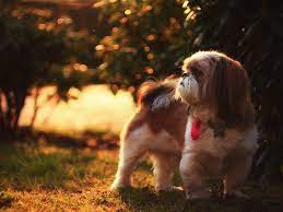 We did not find results for: Top 141 Shih Tzu Names Of 2020 The Dog People By Rover Com
