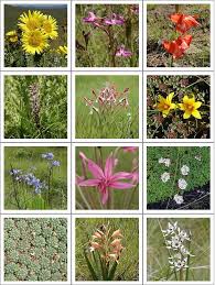 The most conspicuous components of the flora are evergreen sclerophyllous plants, many with ericoid leaves and gracile habit, as opposed to timber forest. South African Flower Quiz Phillipskop Mountain Reserve