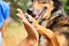 A path 4 paws 232 n. Heaven Can Wait Animal Society Low Cost Animal Spay And Neuter