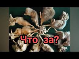 Крысиный король это несколько крыс со спутавшимися и сросшимися хвостами. Video Krysinyj Korol