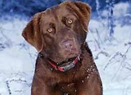 Image result for chesapeake bay retrívr