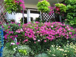 Flowering plants for sunny balconies. Best Plants For Balcony Garden