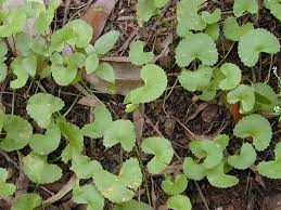 Image result for Centella