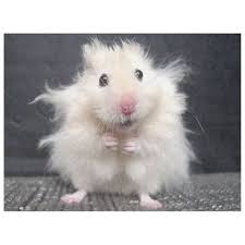Hampster Bad Hair Day Fleece Blanket Zazzle Com In 2020 Funny Animal Pictures Funny Animals Animals