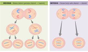 Meiosis Vs Mitosis Bioninja