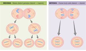 meiosis vs mitosis bioninja