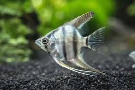 Kalau ikan hias air laut mungkin sedikit lebih sulit memeliharanya. 15 Jenis Ikan Hias Air Tawar Paling Keren Dan Eksotis