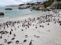 Южная Африка: Пингвины и океанариум в Кейптауне. | Приключения вятского  лаптя