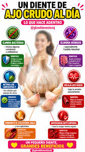 Un diente de ajo crudo al día 🧄 puede aportar grandes beneficios:  fortalece el sistema inmunológico, mejora la circulación y ayuda a proteger  tu corazón de forma natural. Hashtags: #SaludNatural #Ajo  #SistemaInmunológico #