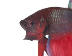 Betta Anatomy Betta Data
