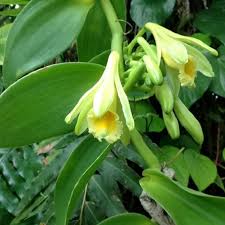 Image result for Vanilla planifolia