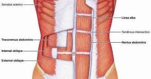 Every Women Needs To Activate Her T V A Transverse Abdominal Muscle And Pelvic Floor Muscles After Giving Birt Best Core Workouts Lower Ab Workouts Abs Workout