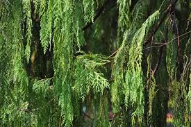 Image result for Cupressus funebris