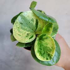 This houseplant is perfect for the forgetful indoor gardener! Peperomias For Sale Peace Love Happiness Club Peace Love Happiness Club