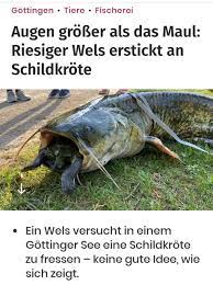 In einem see in göttingen haben angler einen wels an land gezogen, der sich an einer schildkröte verschluckt hatte. Dltv8q82ibqsjm