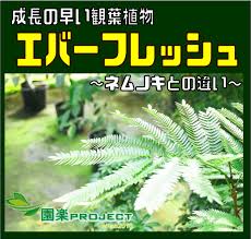 成長の早い観葉植物エバーフレッシュ ネムノキとの違い 園楽project 園芸 植物を楽しむ情報サイト
