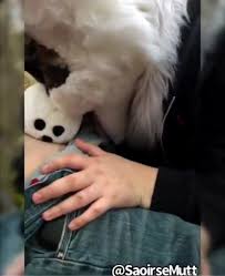 Fursuit female blowjob - ThisVid.com em inglês