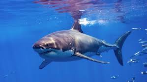 We did not find results for: Un Tiburon Blanco De Unos 4 5 Metros De Largo Mata A Un Surfista Australiano Rt