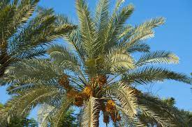 How To Care For A Pineapple Palm Hunker Pineapple Palm Pineapple Palm Tree Canary Island Date Palm