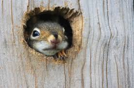 The dominant male squirrel monkey urinates on the other squirrel monkeys in the group to remind them that he is in charge and not them. Do Squirrels Make Good Pets Wonderopolis