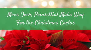 Christmas cactus plants ( schlumbergera bridgesii ) are epiphytes that grow naturally in. Christmas Cactus Better Than Poinsettia Top Indoor Plants Best Air Filters For Home