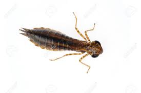 Purchase dragonfly from an authorized aq dealer. Dragonfly Larvae Isolated On A White Background Stock Photo Picture And Royalty Free Image Image 41678628