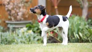Hunde wollen von natur aus nicht in ihren wohnbereich ihr geschäft verrichten, aber ein hund, der nicht oder nicht glücklicherweise kann ein älterer hund relativ einfach stubenrein gemacht werden, wenn du in deiner herangehensweise geduldig berücksichtige, wo und wann der hund ausscheidet. Welpen Stubenrein Bekommen So Klappt S Purina