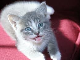 Your cat may be sneezing for any of many reasons. How To Treat Sneezing In Cats