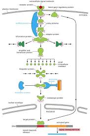 Figure 15 16 Different Kinds Of Intracellular Signaling Proteins Along A Signaling Pathway From A Cell Surface Recepto Molecular Biology Biology Notes Biology